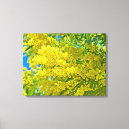 Mimosa Yellow Blume Floral Botanische Fotografie Leinwanddruck