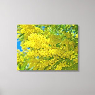 Mimosa Yellow Blume Floral Botanische Fotografie Leinwanddruck
