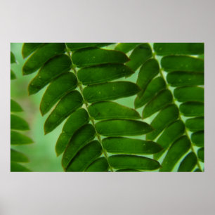 Mimosen-Geheimnisse Poster