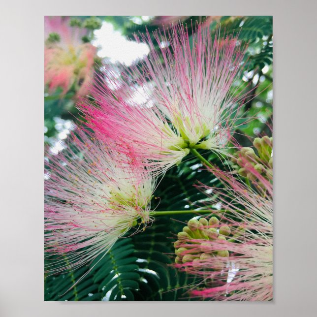 Mimosenbaum Blüten Poster (Vorne)