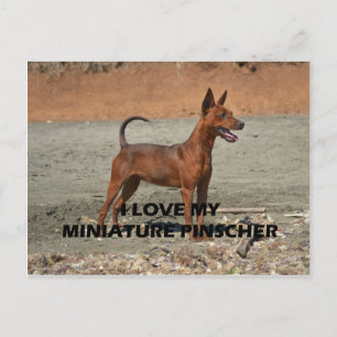 min Button Rot volle Liebe w pic Postkarte
