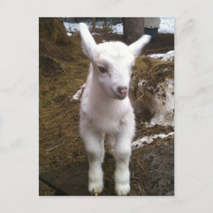 Min. Doeling Postkarte