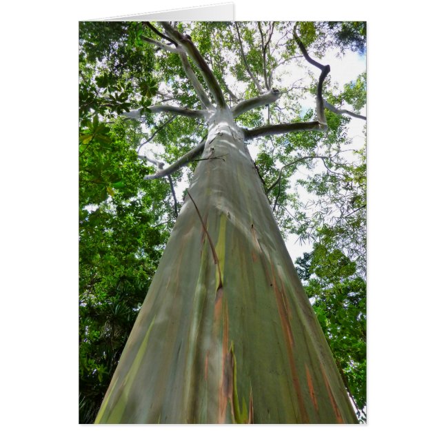 Mindanao Gum Tree (Vorne)