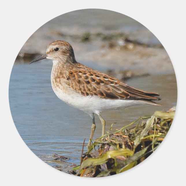Mindestens Sandpiper auf den Mudflats Runder Aufkleber (Vorderseite)