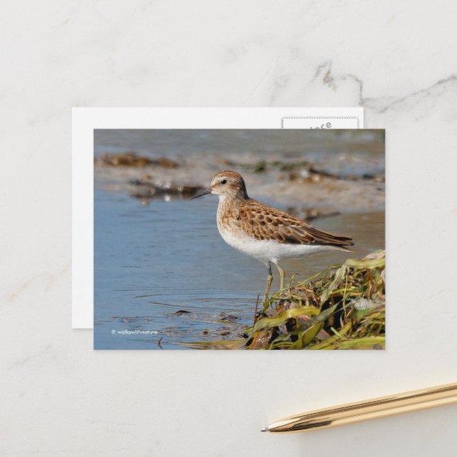 Mindestens Sandpiper-Shorebird auf Mudflats Postkarte (Vorderseite/Rückseite Beispiel)