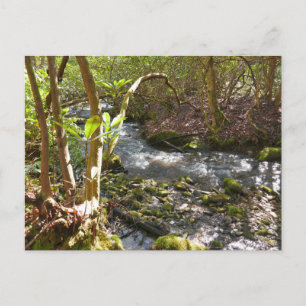Mingus Creek in den Smoky Mountains Postkarte