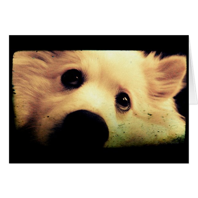 Mini American Eskimo (Vorderseite (Horizontal))