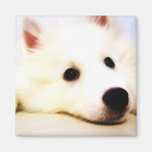 Mini American Eskimo Magnet (Vorne)