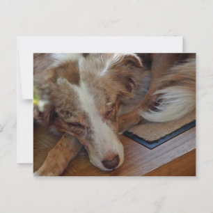 Mini American Shepherd Red Merle Sleeping Postkarte