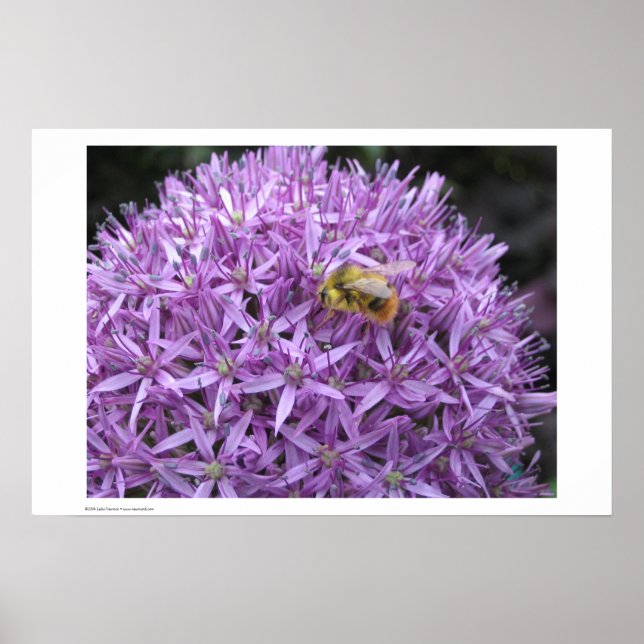 Mini Bumble Bee auf Allium Poster (Vorne)
