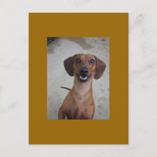 Mini-Dackel Postkarte