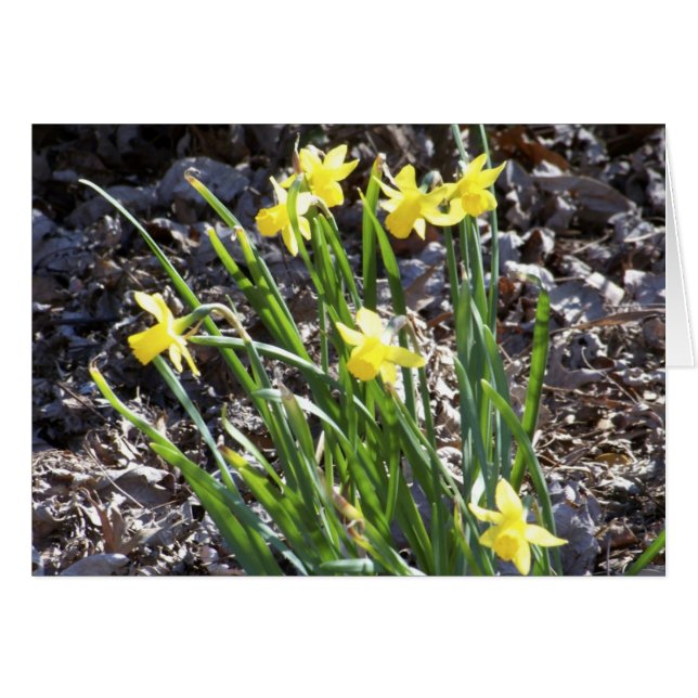 Mini-Daffodien (Vorderseite (Horizontal))