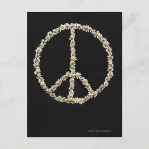 Mini Daisies in einem Friedenssymbol Postkarte