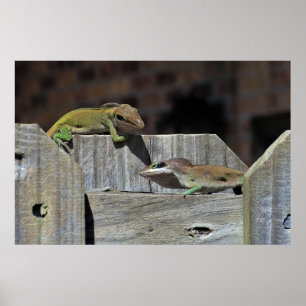 Mini Dragon Battle Poster