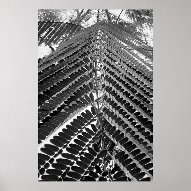 mini folhas - P&B Poster (Vorne)