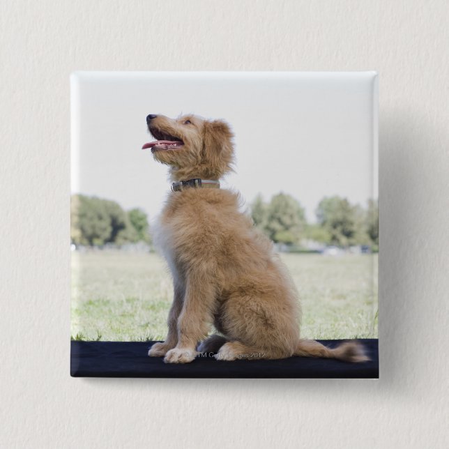 Mini Golden Doodle Button (Vorderseite)