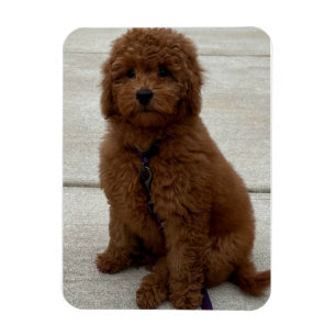 Mini Golden Doodle Magnet