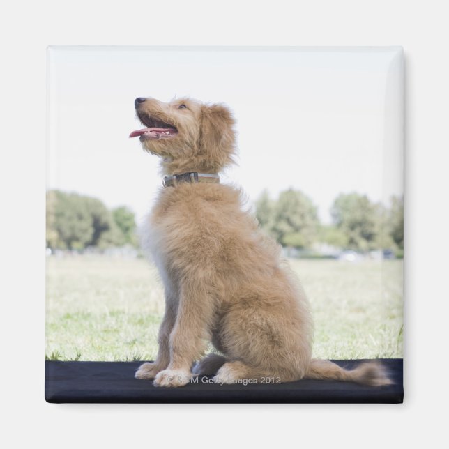Mini Golden Doodle Magnet (Vorne)