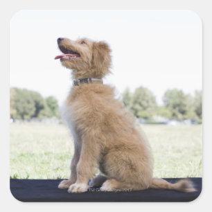 Mini Golden Doodle Quadratischer Aufkleber