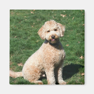 Mini Goldendoodle Welpenmagnet Magnet
