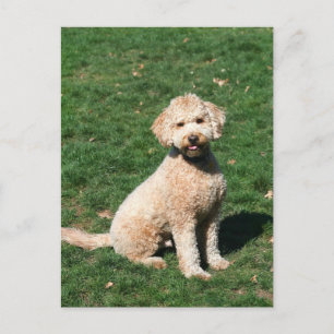 Mini Goldendoodle-Welpenpostkarte Postkarte