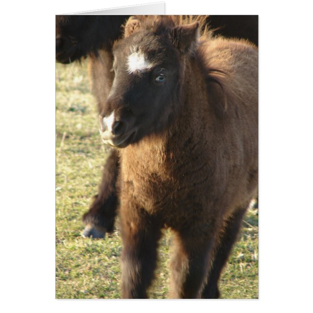 Mini Horse Foal (Vorne)
