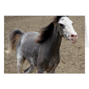 Mini Horse in Liberty Class auf einer Pferdeshow