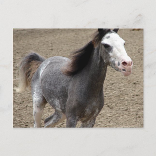 Mini Horse in Liberty Class auf einer Pferdeshow Postkarte (Vorderseite)