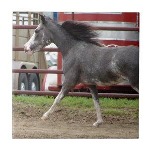 Mini Horse in Liberty Class Fliese