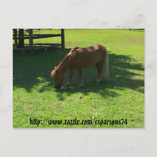 Mini Horse Postcard Postkarte
