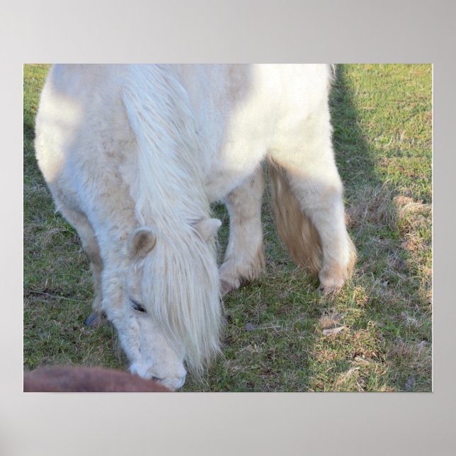 Mini Horse Poster (Vorne)