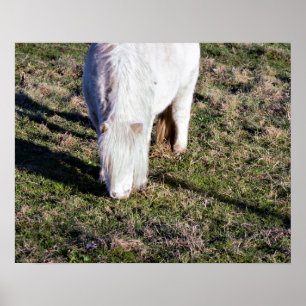 Mini Horse Poster