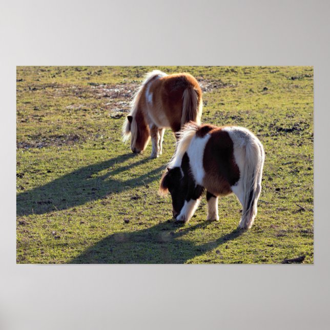 Mini Horses Poster (Vorne)