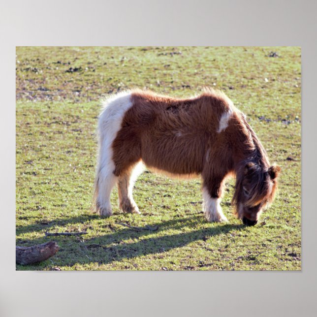 Mini Horses Poster (Vorne)
