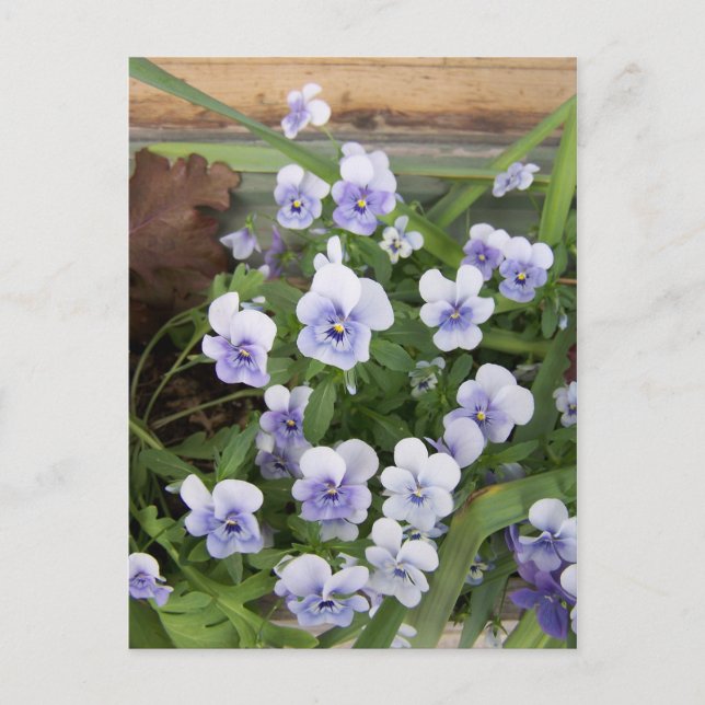 Mini Lila Violets Blume Postkarte (Vorderseite)