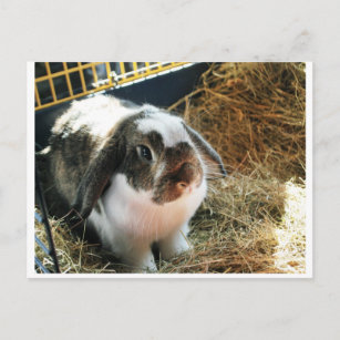 Mini Lop Pet Rabbit Postkarte