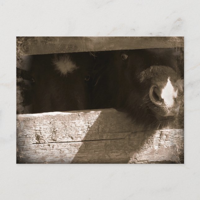 Mini-Nase über Gate Postkarte (Vorderseite)