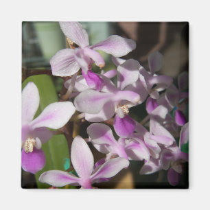 Mini-Orchideen Magnet