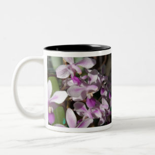 Mini-Orchideen Zweifarbige Tasse