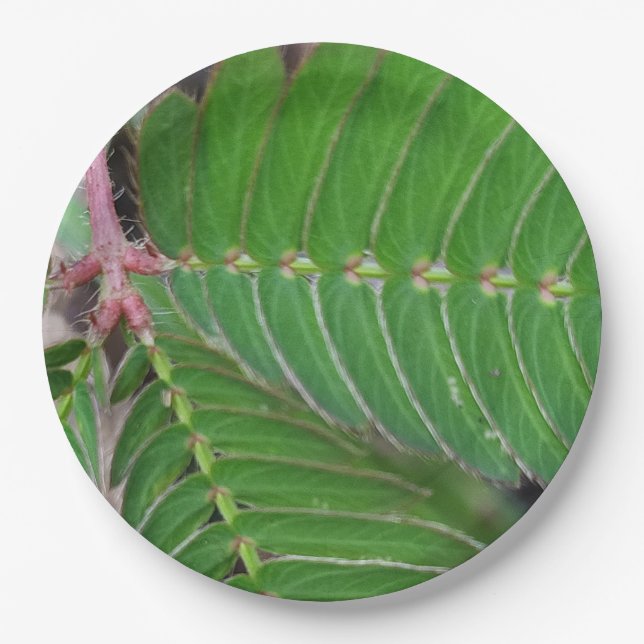 Mini-Papierplatte Pappteller (Vorderseite)