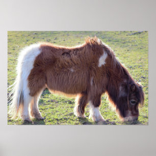 Mini-Pferd Poster