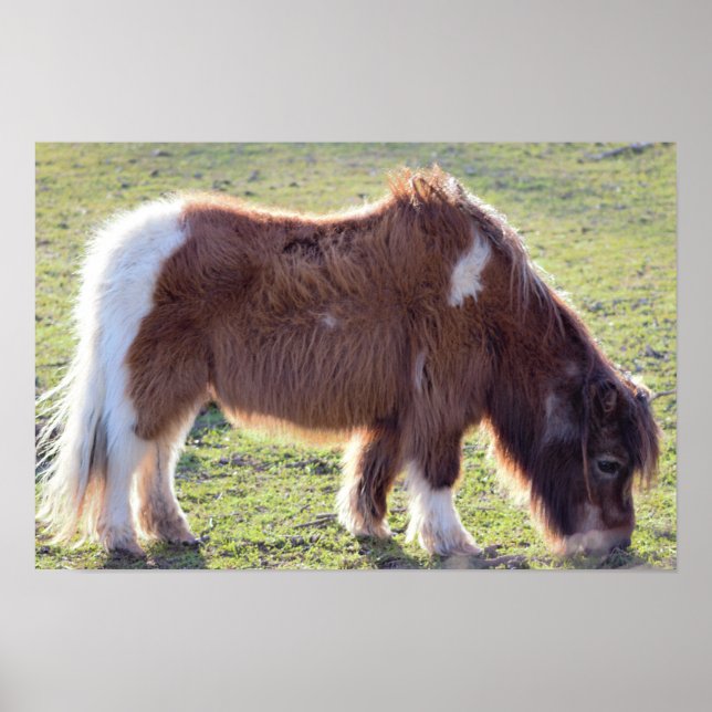 Mini-Pferd Poster (Vorne)