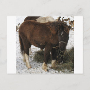 Mini-Pferd Postkarte