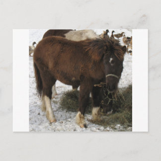 Mini-Pferd Postkarte