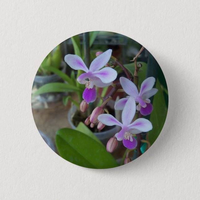 Mini-Phal-Orchideen Button (Vorderseite)