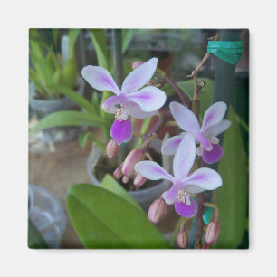 Mini-Phalaenopsis-Orchideen Magnet