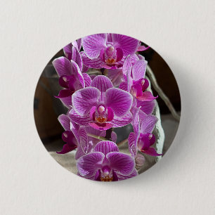Mini Phalaenopsis Sogo Vivien Lila Orchid Blume Button