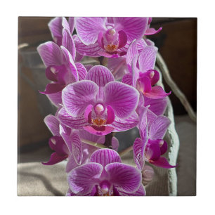 Mini Phalaenopsis Sogo Vivien Lila Orchid Blume Fliese