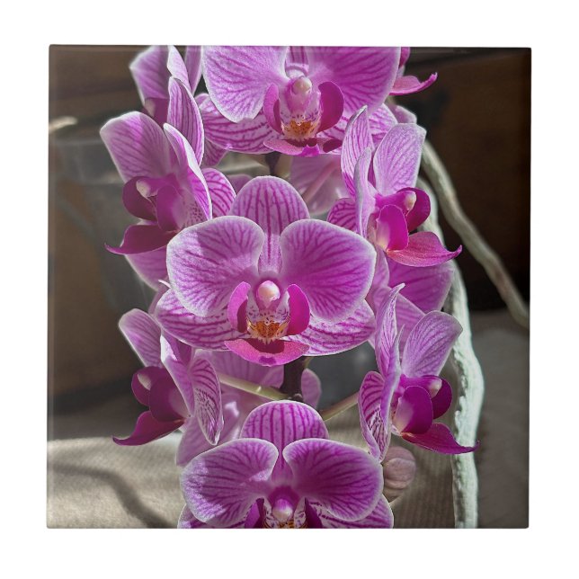 Mini Phalaenopsis Sogo Vivien Lila Orchid Blume Fliese (Vorderseite)