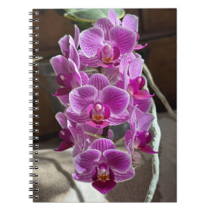Mini Phalaenopsis Sogo Vivien Lila Orchid Blume Notizblock